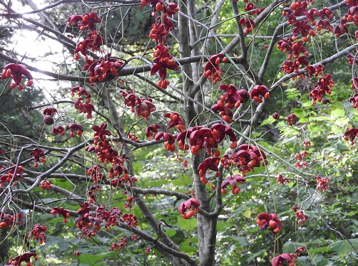 ◇◇ツリバナ 山取 ◇◇730 ツリバナ 四季の山野草（ツリバナ